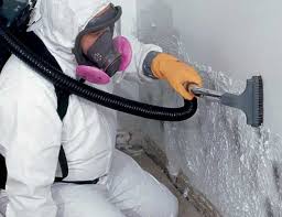 Trusted East Dubuque, IL Mold Remediation Experts